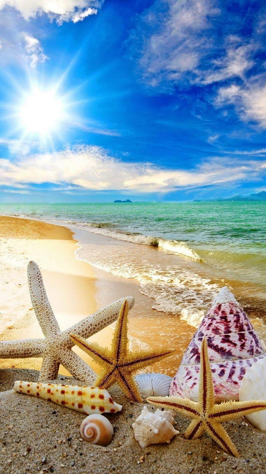 Tropical Beach Shoreline With Starfish And Seashells Under Bright Sun HD phone wallpaper