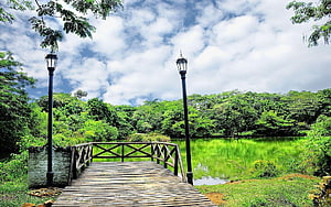 Serene wooden bridge leading to a tranquil green lake surrounded by lush tropical forest HD wallpaper