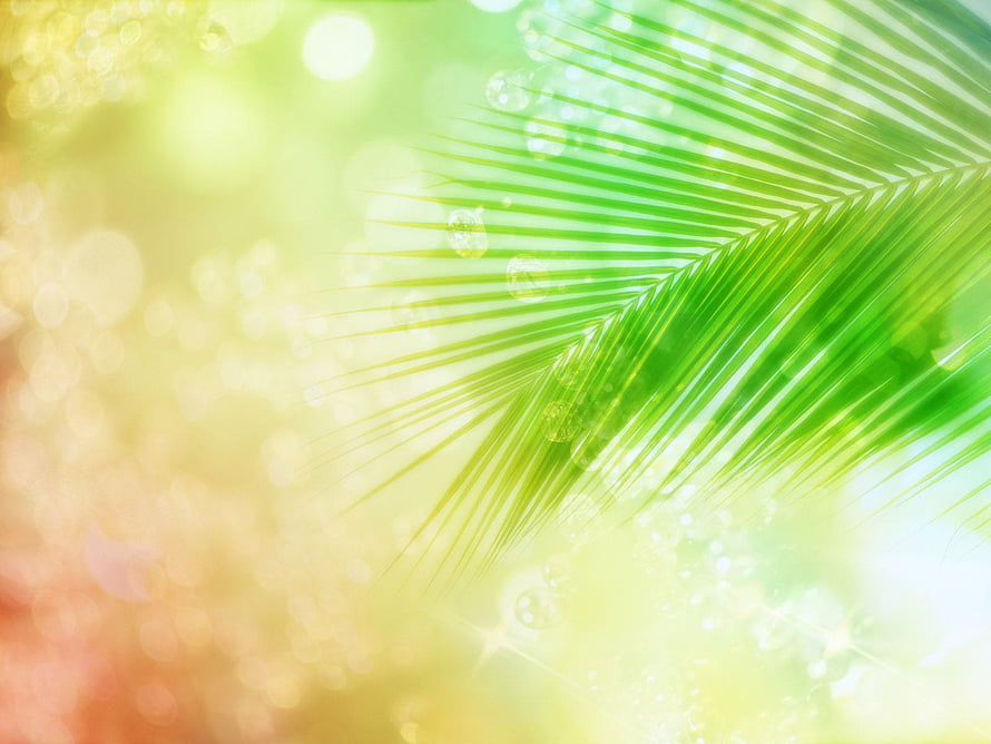 Vibrant Green Palm Frond with Water Droplets Against a Soft Bokeh Background HD wallpaper