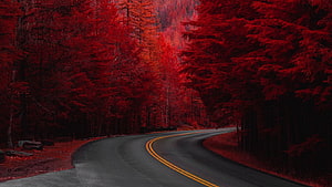 Winding Mountain Road Through Deep Red Autumn Forest Landscape HD wallpaper