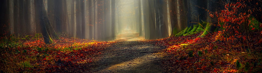 Misty Autumn Forest Path with Golden Sunlight and Fallen Leaves HD wallpaper