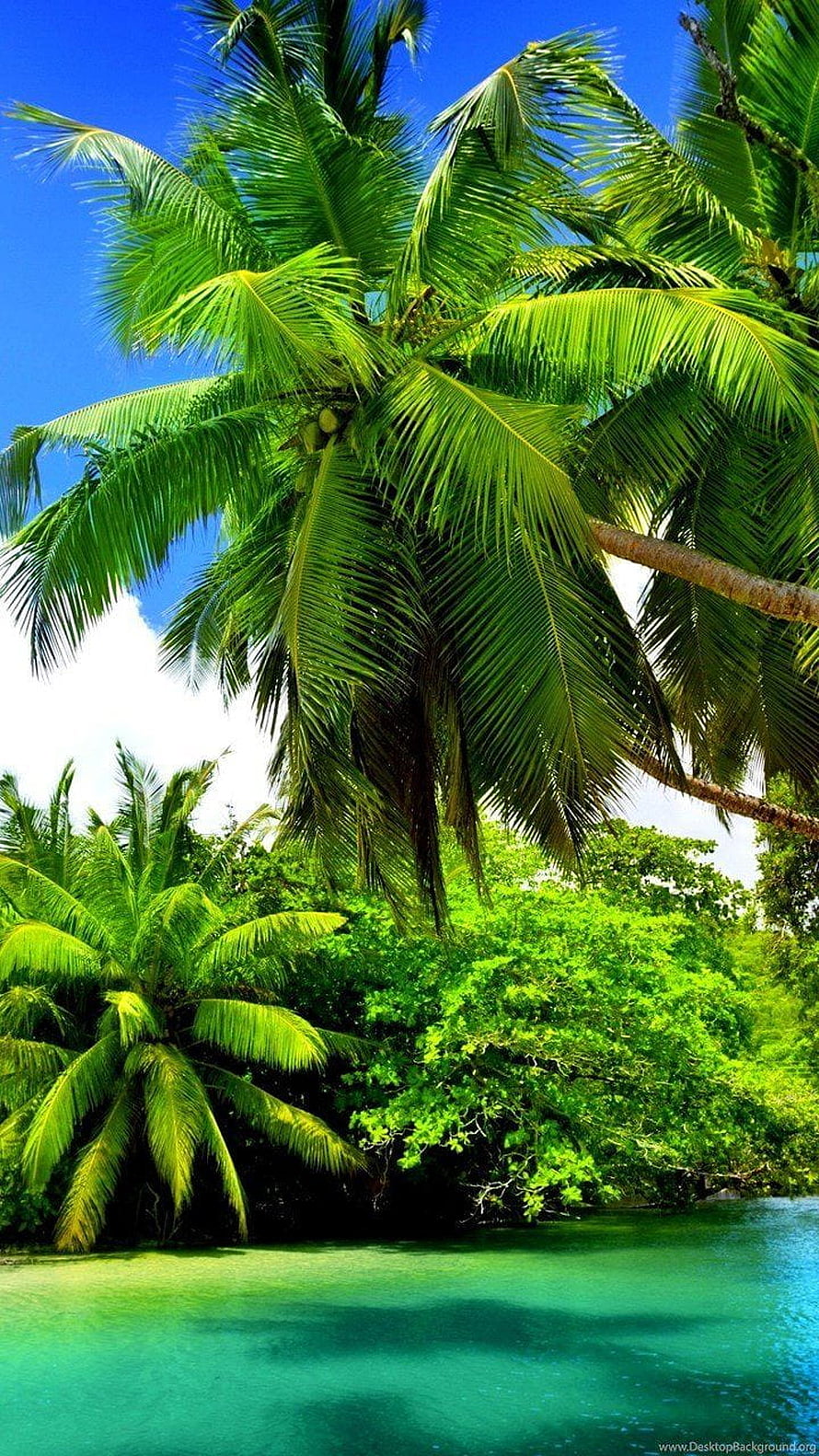 Tropical Coconut Palms Overlaid With Turquoise Water And Lush Green Foliage HD phone wallpaper