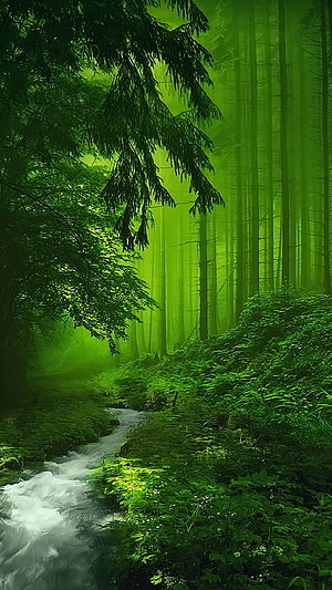 Misty Green Forest With Flowing Stream And Tall Coniferous Trees HD phone wallpaper