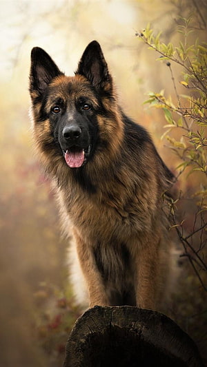 German Shepherd Dog Portrait in Autumn Forest Setting HD phone wallpaper