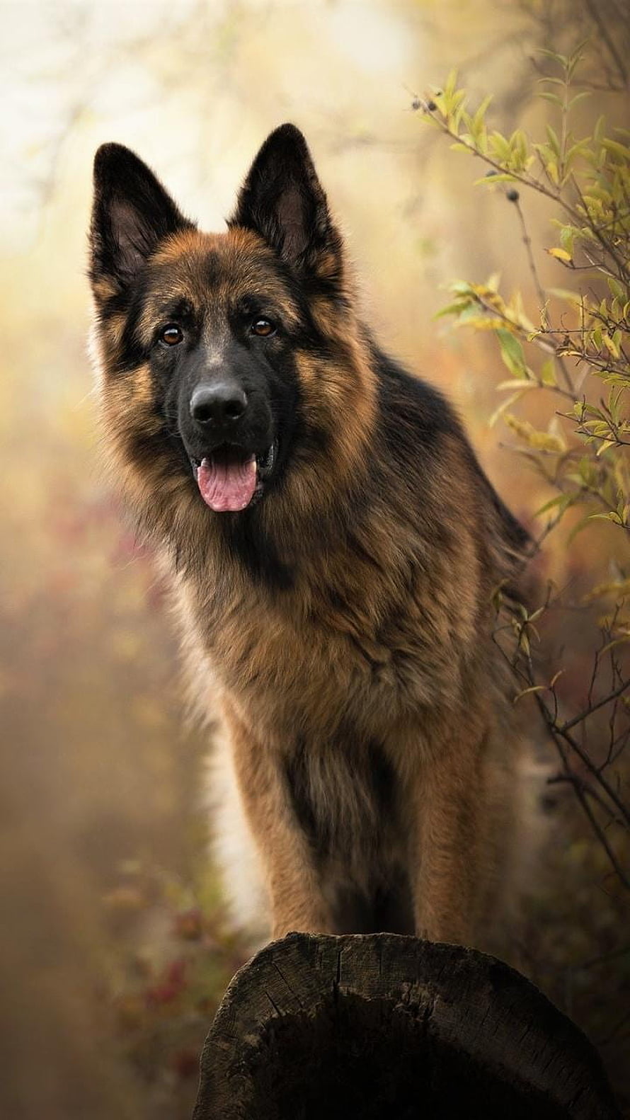German Shepherd Dog Portrait in Autumn Forest Setting HD phone wallpaper