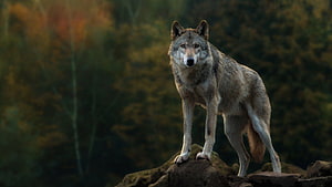 Majestic Gray Wolf Standing on Rocky Outcrop in Autumn Forest HD wallpaper