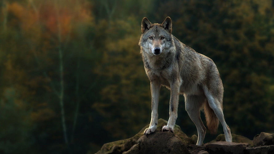Majestic Gray Wolf Standing on Rocky Outcrop in Autumn Forest HD wallpaper