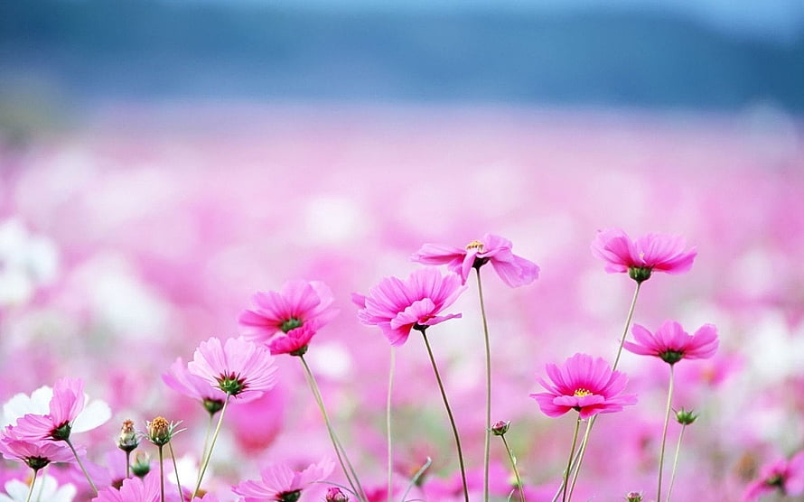 Vibrant Pink Cosmos Flower Field with Soft Bokeh Background HD wallpaper