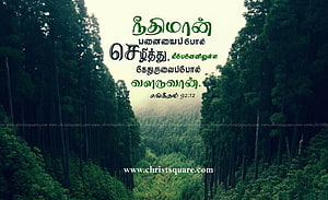 Tamil Christian Bible Verse Wallpaper Featuring a Serene Forest Scene HD wallpaper