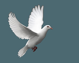 White Dove in Flight with Spread Wings Against a Muted Teal Background HD wallpaper