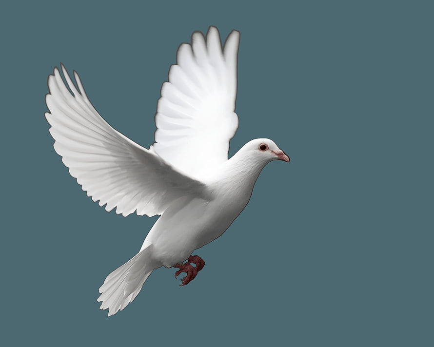 White Dove in Flight with Spread Wings Against a Muted Teal Background HD wallpaper