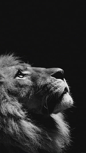 Majestic Male Lion Profile in Dramatic Black and White Portrait HD phone wallpaper