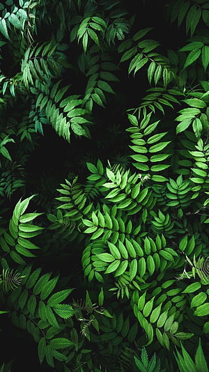 Dark Green Fern Leaves Pattern with Deep Black Background HD phone wallpaper