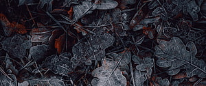 Frost-covered autumn leaves and pine needles in a dark winter forest floor HD wallpaper