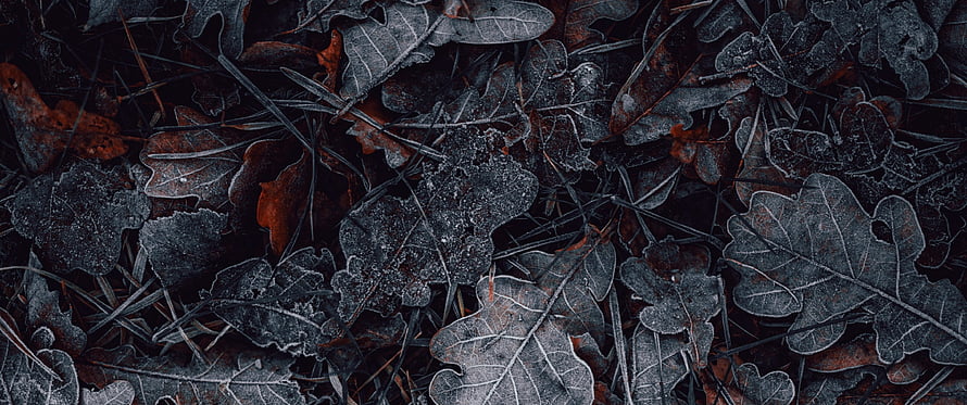 Frost-covered autumn leaves and pine needles in a dark winter forest floor HD wallpaper