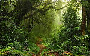 Misty Amazon Rainforest Trail Winding Through Lush Tropical Jungle Canopy HD wallpaper