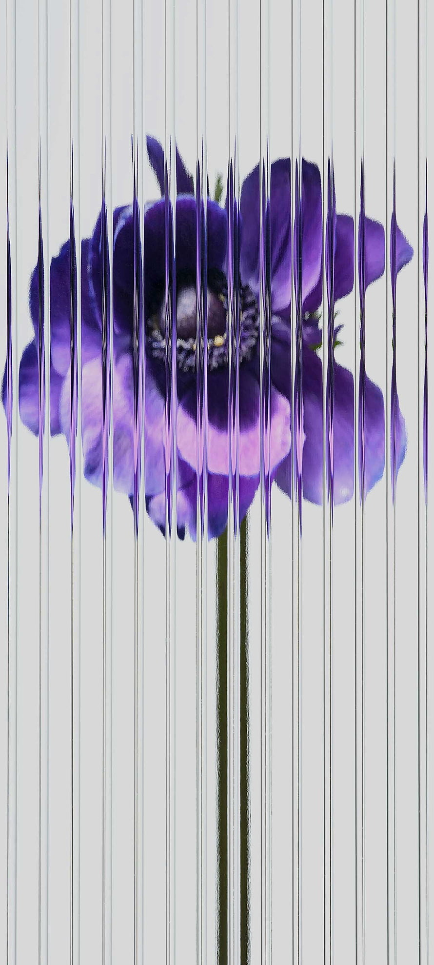 Purple Anemone Flower with Vertical Glitch Art Distortion on White Background HD phone wallpaper