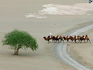 Camel Caravan Crossing a Desert Landscape with a Solitary Tree HD wallpaper