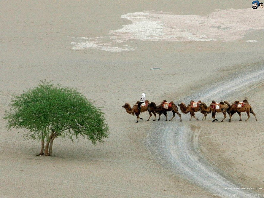 Camel Caravan Crossing a Desert Landscape with a Solitary Tree HD wallpaper