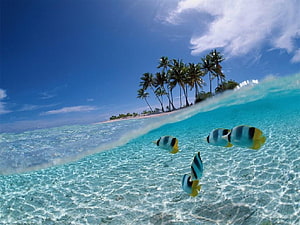 Tropical Underwater Scene With Butterflyfish Swimming Near Palm Tree Island HD wallpaper