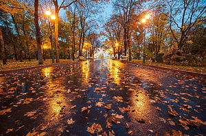Wet Autumn Park Path Lined with Glowing Street Lamps and Fallen Leaves HD wallpaper