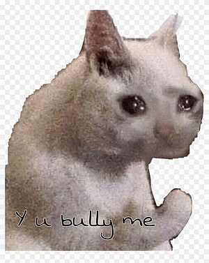 Sad White Cat Meme With Text Overlay On Transparent Background HD phone wallpaper