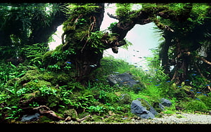 Lush Mossy Jungle Aquarium with Ancient Driftwood and Small Fish HD wallpaper