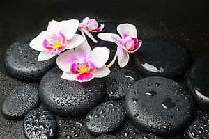White and Pink Orchids Resting on Wet Black Zen Stones HD wallpaper