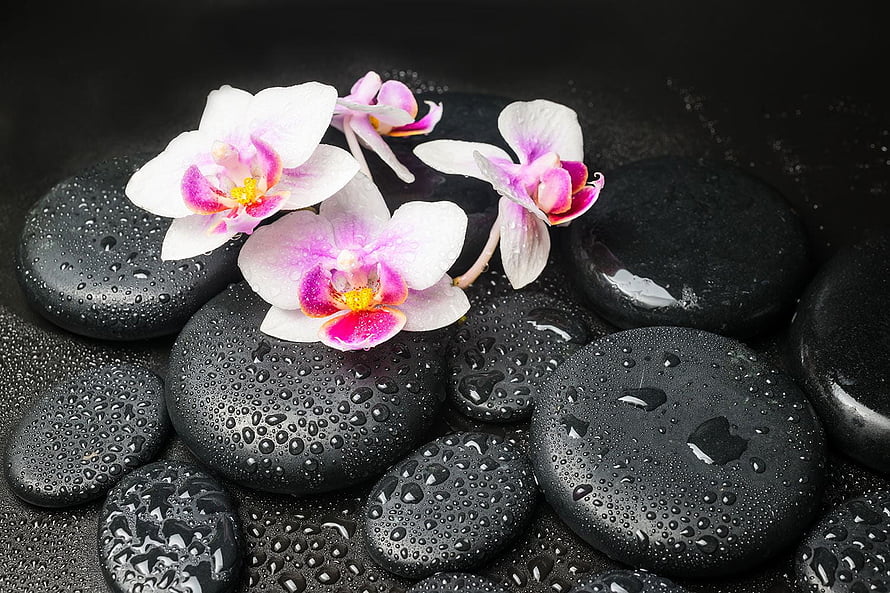 White and Pink Orchids Resting on Wet Black Zen Stones HD wallpaper