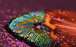 Iridescent Peacock Feather Macro with Water Droplet and Glitter HD wallpaper