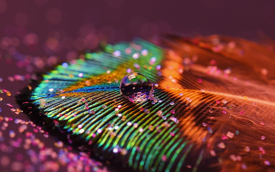 Iridescent Peacock Feather Macro with Water Droplet and Glitter HD wallpaper