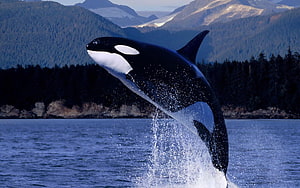Majestic Orca Breaching the Surface in a Mountainous Coastal Fjord HD wallpaper