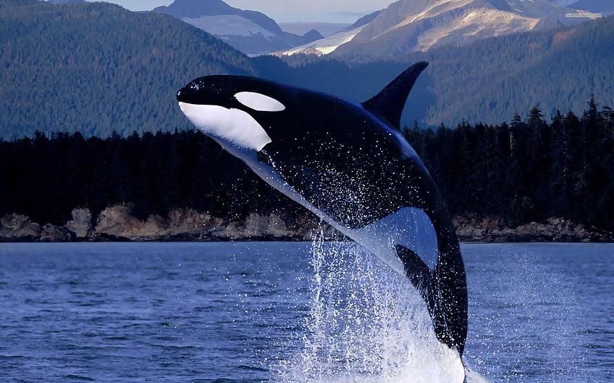 Majestic Orca Breaching the Surface in a Mountainous Coastal Fjord HD wallpaper