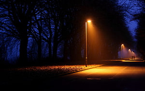 Moody Night Street Scene With Glowing Streetlights And Silhouetted Trees HD wallpaper