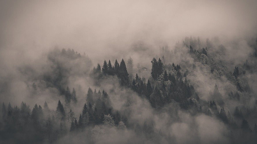 Monochromatic Misty Forest Landscape with Dense Fog and Evergreen Trees HD wallpaper