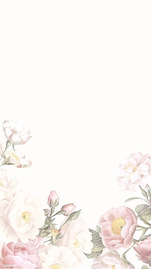 Delicate Watercolor Rose Floral Frame with Soft Pink and White Blooms on White Background HD phone wallpaper