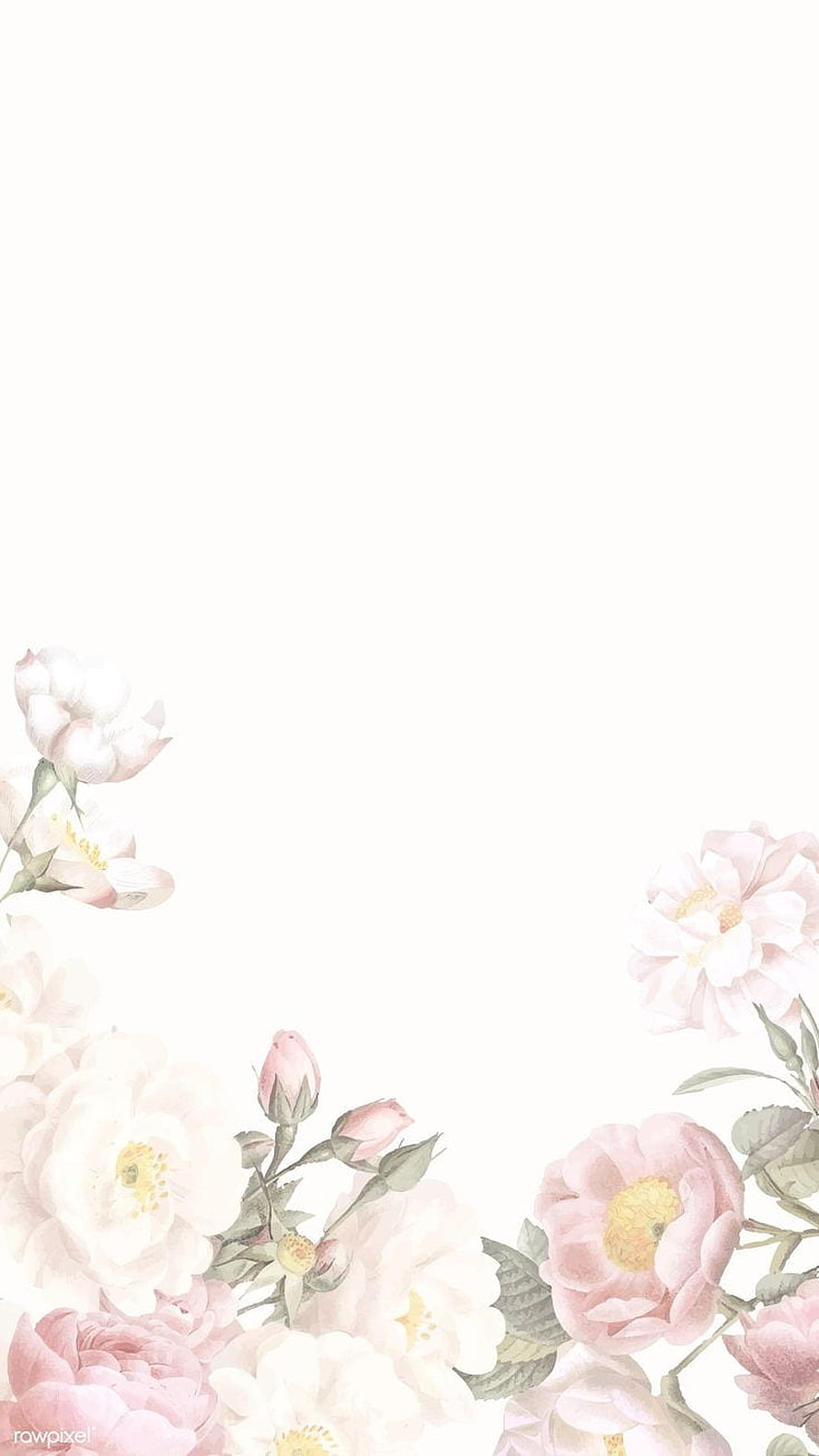 Delicate Watercolor Rose Floral Frame with Soft Pink and White Blooms on White Background HD phone wallpaper