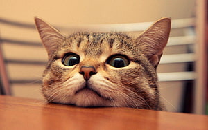 Close-up of a curious tabby cat with wide eyes resting on a wooden table HD wallpaper