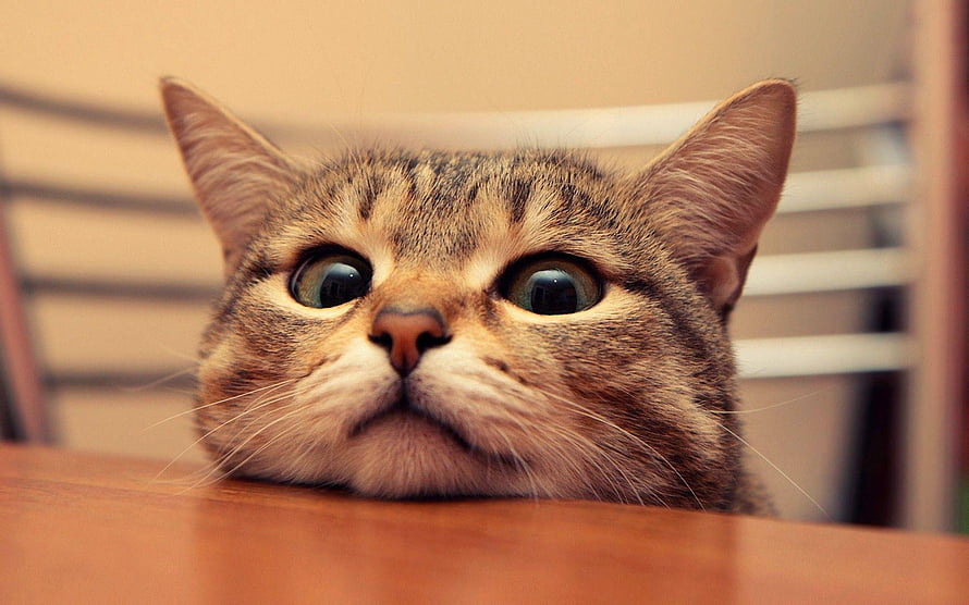 Close-up of a curious tabby cat with wide eyes resting on a wooden table HD wallpaper