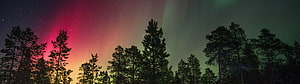 Vivid Aurora Borealis Over Silhouetted Pine Forest at Night HD wallpaper