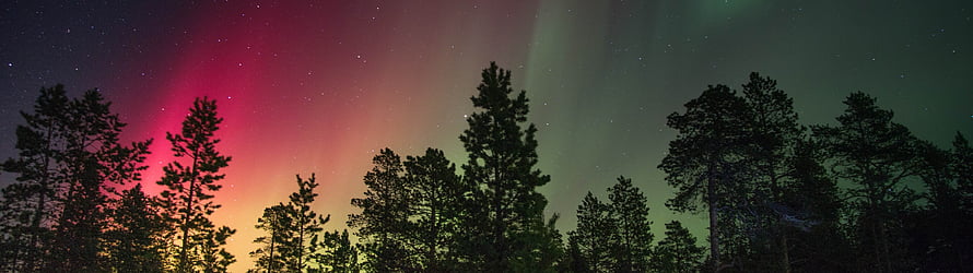 Vivid Aurora Borealis Over Silhouetted Pine Forest at Night HD wallpaper