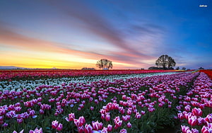 Vast Dutch Tulip Fields at Sunset with Vibrant Pink and White Blooms Under a Dramatic Sky HD wallpaper