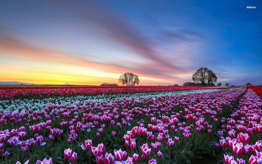 Vast Dutch Tulip Fields at Sunset with Vibrant Pink and White Blooms Under a Dramatic Sky HD wallpaper