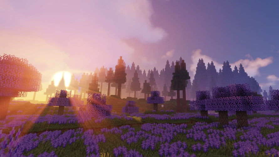 Minecraft Lavender Field at Sunset with Cherry Blossom Trees and Purple Flowers HD wallpaper