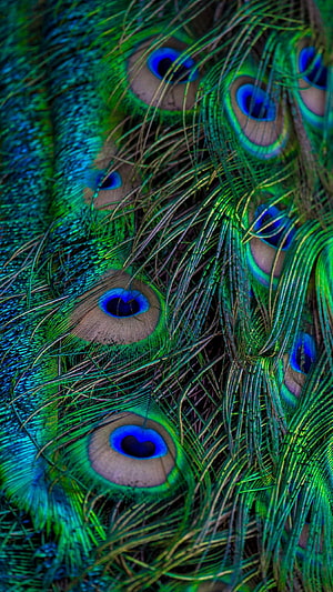 Vibrant Peacock Feather Macro Close-Up with Iridescent Blue and Green Patterns HD phone wallpaper