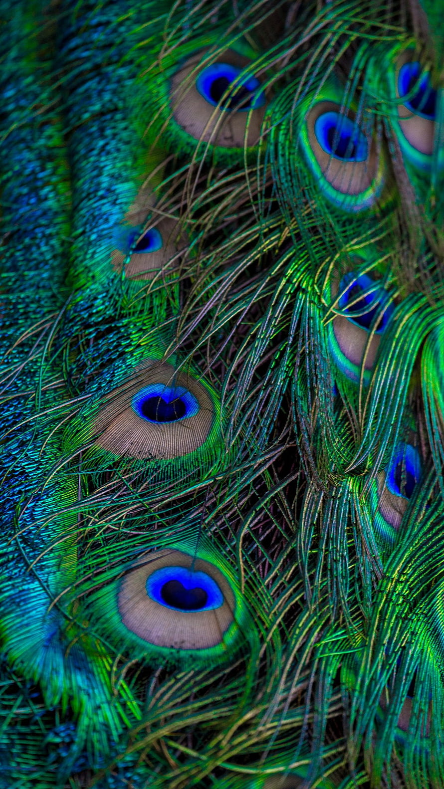 Vibrant Peacock Feather Macro Close-Up with Iridescent Blue and Green Patterns HD phone wallpaper