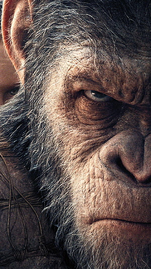 Caesar Close-Up Portrait from Planet of the Apes with Intense Gaze and Weathered Fur HD phone wallpaper