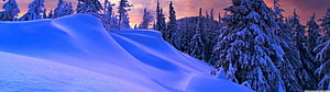 Snowy Evergreen Forest at Sunset with Soft Blue Drifts and Warm Pink Sky HD wallpaper