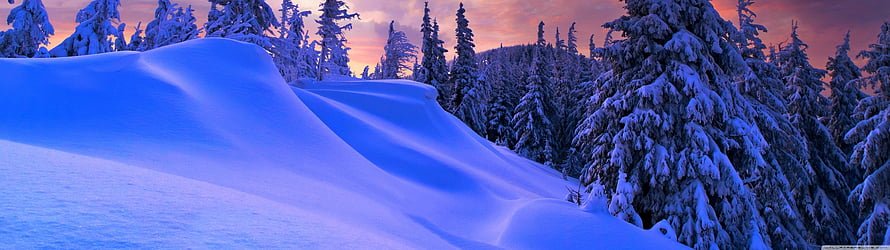 Snowy Evergreen Forest at Sunset with Soft Blue Drifts and Warm Pink Sky HD wallpaper