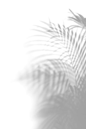 Soft Palm Leaf Shadow on White Background Minimalist Nature Wallpaper HD phone wallpaper